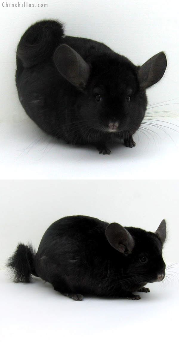 11107 Large Ebony ( Locken Carrier ) Female Chinchilla