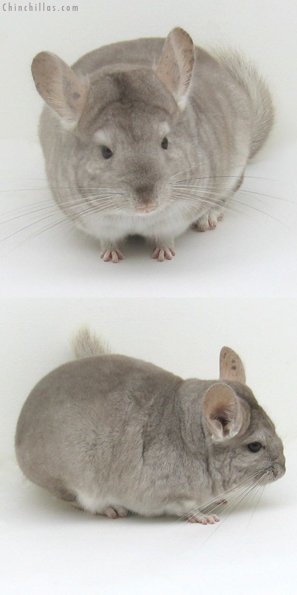 Beige shop violet chinchilla