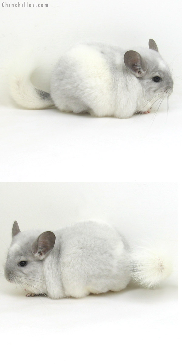 11104 Premium Production Quality Violet and White Mosaic Female Chinchilla