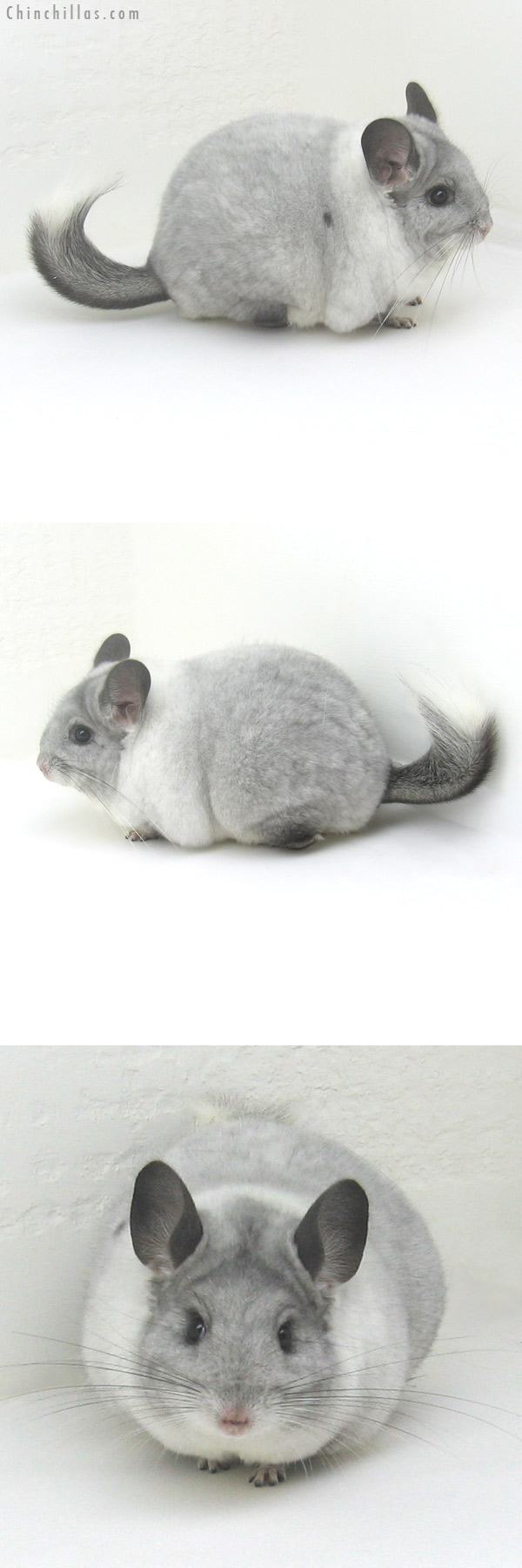 11106 Large Premium Production Quality White Mosaic Female Chinchilla