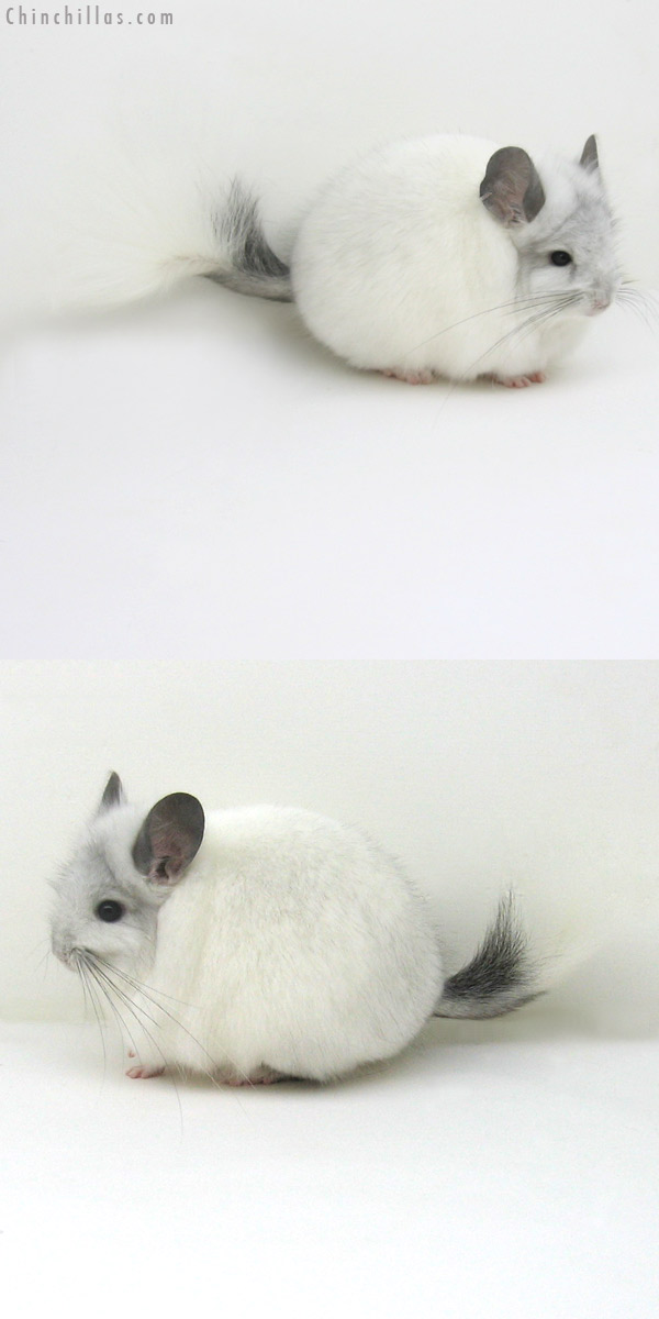 11109 Exceptional White Mosaic Royal Persian Angora Male Chinchilla