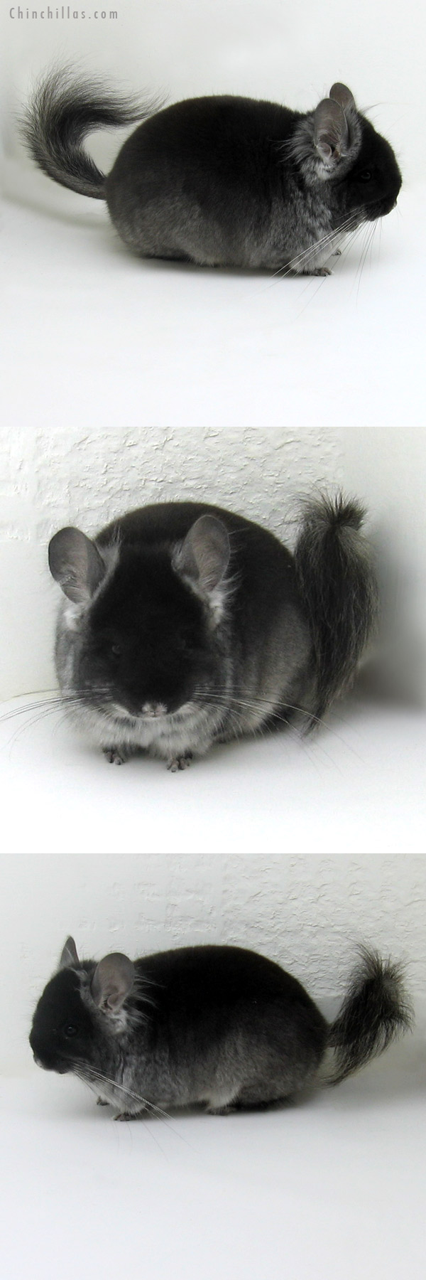 11114 Exceptional Black Velvet Royal Persian Angora Male Chinchilla