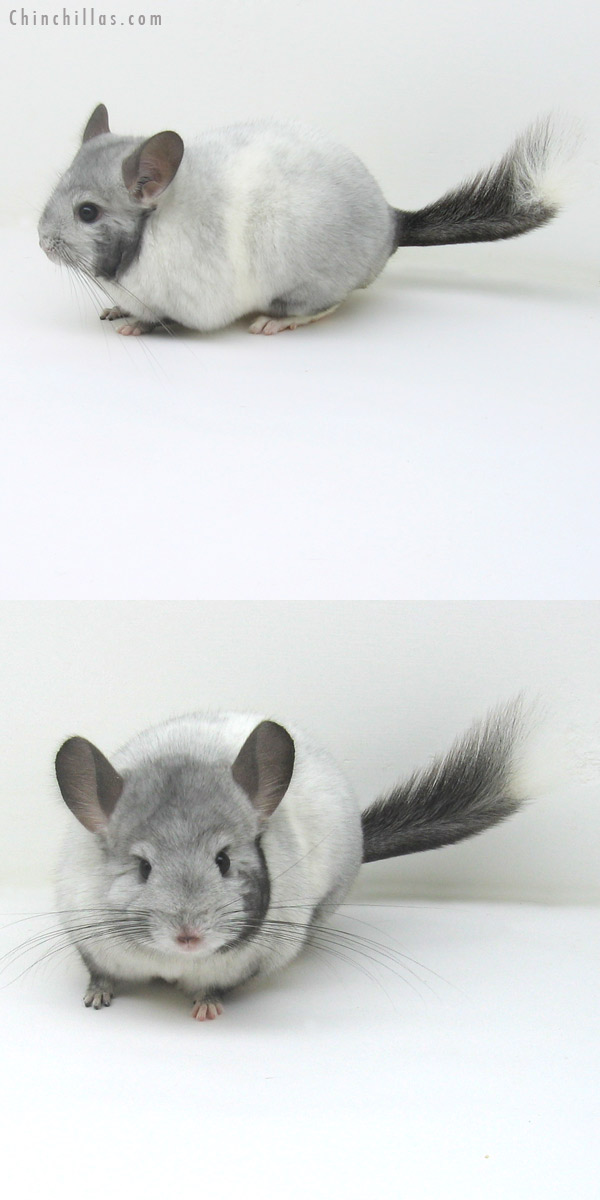 11117 Premium Production Quality Extreme White Mosaic Female Chinchilla