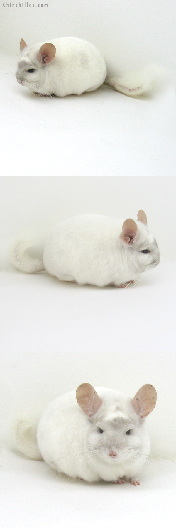 11115 Herd Improvement Quality Beige and White Mosaic Male Chinchilla