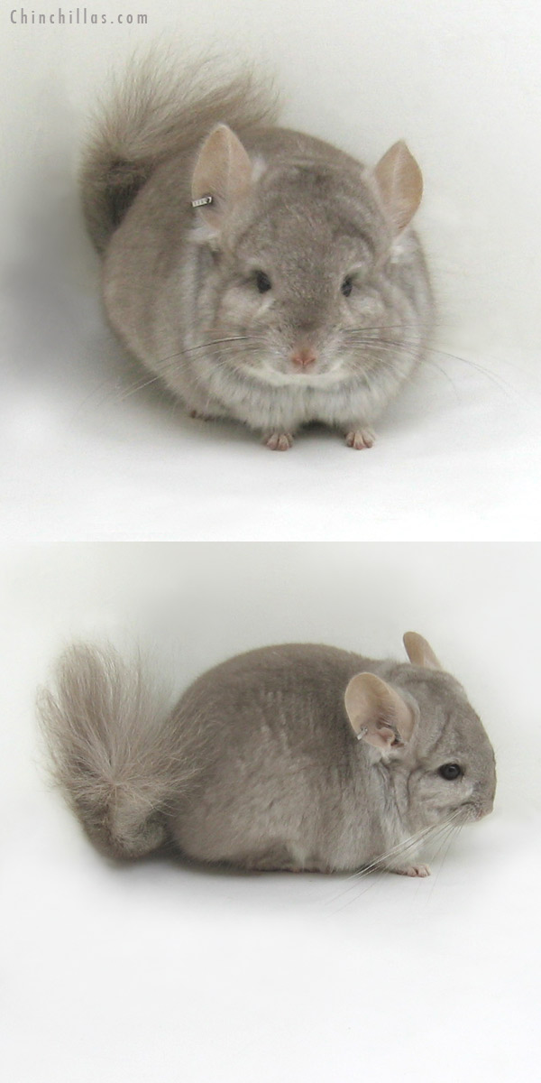 11116 Beige Royal Persian Angora Male Chinchilla