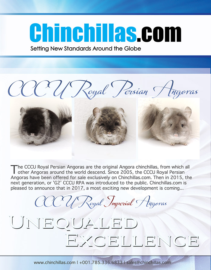 Royal Persian Angora Chinchilla US Sales Open November 18th, 2015