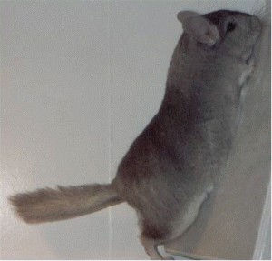 Show Quality Heterozygous Beige Male Chinchilla