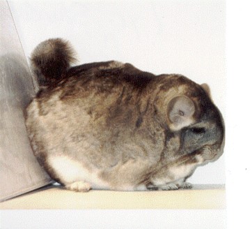 Brevicaudata Type Standard Female Chinchilla