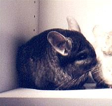 Charcoal (blue-brown) Female Chinchilla