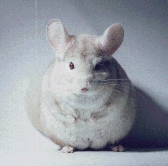 Homozygous Beige Male Chinchilla