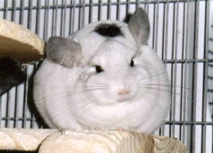 Color Champion White Mosaic Female Chinchilla