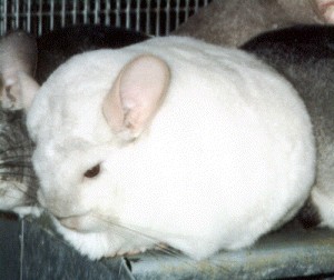 1st Place Pink White Female Chinchilla