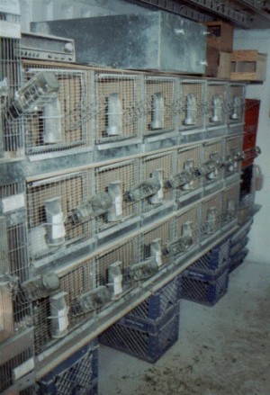 Breeding Run Cages