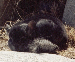 Show Quality Standard Female Chinchilla