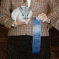 National 1st Place Silver Female Chinchilla