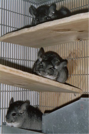 Colony of Standard Chinchilla