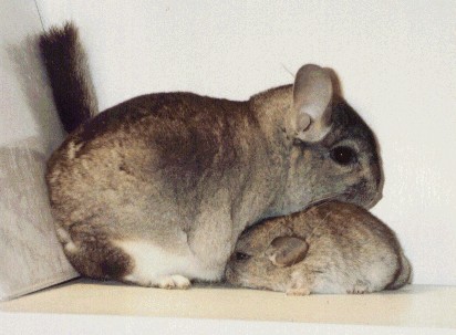 Standard Female Chinchilla and Kit