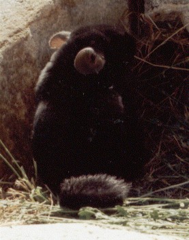 Color Champion TOV Ebony Female Chinchilla