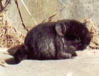 TOV Ebony Chinchilla Kit