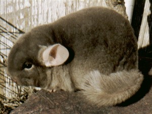 TOV Tan Male Chinchilla