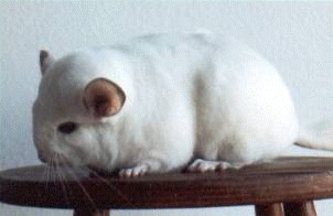 Predominantly White Female Chinchilla