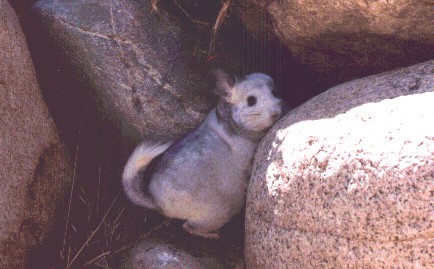 Silver / Mosaic Female Chinchilla